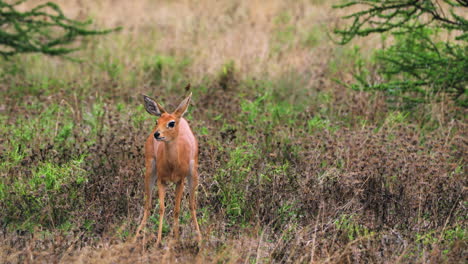 Hermosa-Mujer-Steenbok-Raspando-El-Suelo-Después-De-Orinar-En-La-Reserva-De-Caza-Central-De-Kalahari,-Botswana