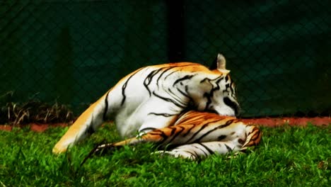 Close-up-gimbal-shot-of-Bengal-tiger-grooming-itself-at-zoo