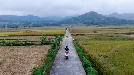 Back-view-of-man-without-helmet-driving-motorbike-on-rural-road-between-rice-fields,-Indonesia
