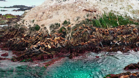 Flock-of-sea-lions-are-resting-on-the-rock-in-the-ocean