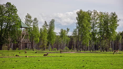 Shot-of-group-of-deers-grazing-over-the-green-grasslands-on-the-outskirts-of-a-forest-in-timelapse