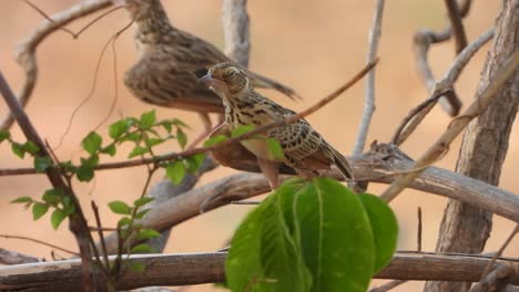 Rock-sparrow-chicks-i-tree-