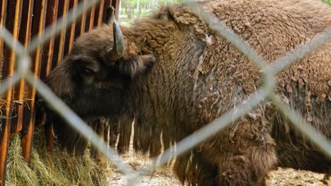 European-Bison-Eating-Hay-In-A-Wired-Enclosure-At-Animal-Park