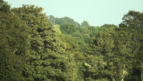 A-bird-fly's-across-dense-and-fully-leafed-summer-trees-in-England-on-a-warm-day