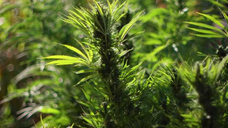 Cannabis-En-El-Sol-De-La-Tarde