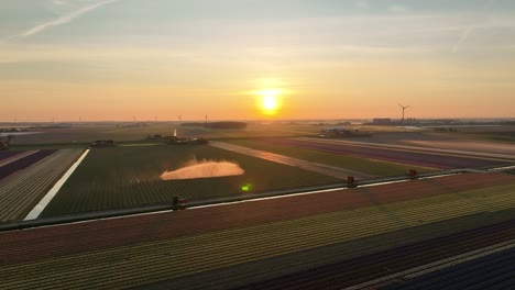 Tulpenfelder-In-Den-Niederlanden-5-–-Sonnenaufgang-Im-Nordholländischen-Frühling-–-Stabilisierte-Drohnenansicht-In-4k