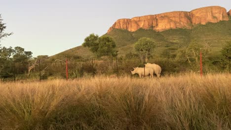 Rinocerontes-Blancos-En-El-Parque-Nacional-De-Marakele,-Reserva-De-Vida-Silvestre-En-La-Provincia-De-Limpopo,-Sudáfrica