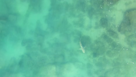 Un-Tiburón-Nadando-En-El-Mar-Mediterráneo-Cerca-Del-Parque-Hadera,-Planta-De-Energía-Orot-Rabin-En-El-Norte-De-Israel-Desde-Una-Vista-Aérea