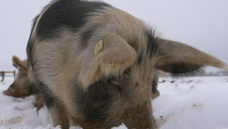 Porträtaufnahme-Eines-Niedlichen-Wollschweins,-Das-Draußen-Im-Tiefen,-Kalten-Schnee-Nach-Nahrung-Sucht,-Aus-Nächster-Nähe