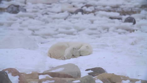 Single-polar-bear-curling-into-ball-for-a-nap-on-pure-white-snow