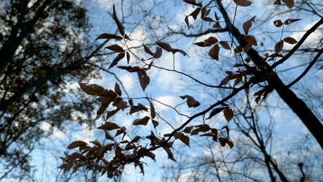 leaves-and-trees-in-the-woods-in-the-fall,-in-slow-motion