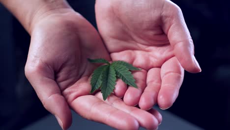 close-up-of-person's-hands-showing-small-marijuana-leaf