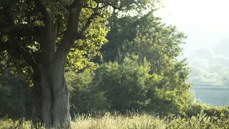 Huge-Oak-tree-is-light-by-summer-sunshine-in-a-field-in-England