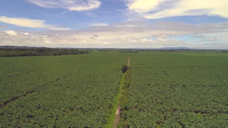 Beatiful-day-in-a-green-plantation.-Drone-view