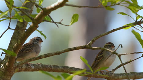 Chipping-sparrows-perched-on-a-tree-branch-being-alert-and-cautious