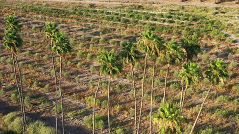 Small-palm-trees-grow-on-a-large-plantation-in-the-bright-sunlight-with-long-shadows-of-the-tall-thin-palm-trees-with-the-green-yellow-branches-in-northern-Israel