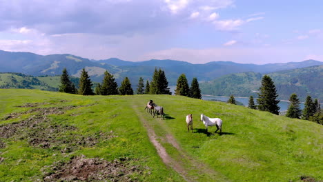 Pferde-Auf-Dem-Gipfel-Des-Berges.-Luftaufnahme
