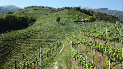 Aerial-drone-shot-of-vineyards-hills-in-the-Valdobbiadene-Prosecco-area,-Italy,-during-a-sunny-summer-day