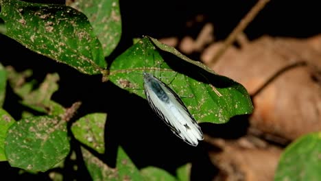 Ein-Zoom-Aus-Diesem-Schmetterling,-Der-Auf-Einem-Blatt-Ruht,-Streifenalbatros-Appias-Libythea,-Nationalpark-Kaeng-Krachan,-Thailand
