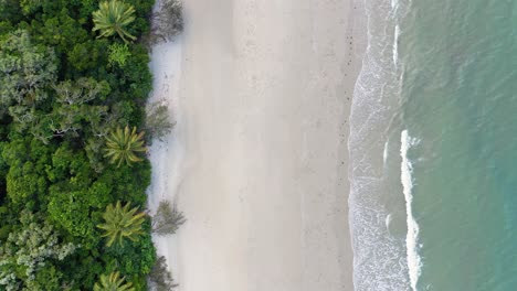 Cape-Tribulation-beach-and-palm-trees-top-down-moving-aerial,-Daintree-Rainforest,-Queensland,-Australia