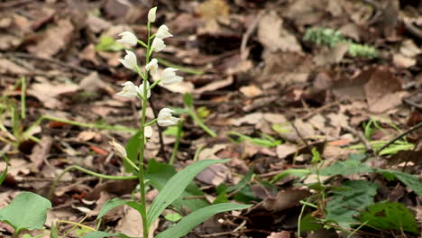 White-flowered-Portuguese-orchid,-with-the-background-of-dry-tree-leaves,-this-rare-species-can-be-found-in-the-Monsanto-Forest-Park,-Lisbon-,Portugal
