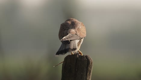 Falcon-bird-sitting-on-wooden-pole-and-eating-mice,-back-view
