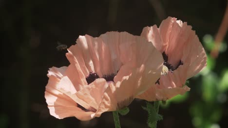Honeybee-Flying-From-Flower-To-Flower-Of-Pale-Pink-Poppies,-Slow-Motion