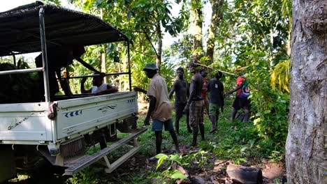 People-working-with-chocolate-cacao-seedling-plants-being-unloaded-from-the-delivery-truck-to-the-farm-on-Bougainville-Island,-Papua-New-Guinea