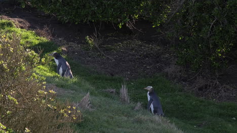 Dos-Pingüinos-De-Ojos-Amarillos-Subiendo-Una-Colina-A-La-Luz-Del-Día,-Nueva-Zelanda