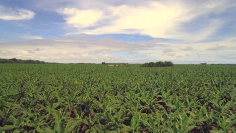 Langsamer-Flug-über-Grüne-Bananenplantage-An-Einem-Sonnigen-Tag-Mit-Einigen-Wolken