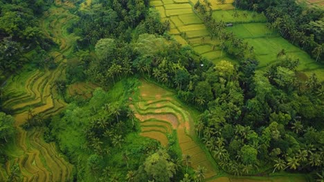 Beautiful-cinematic-Ubud,-Bali-drone-footage-with-exotic-rice-terrace,-small-farms-and-foggy-agroforestry-plantation