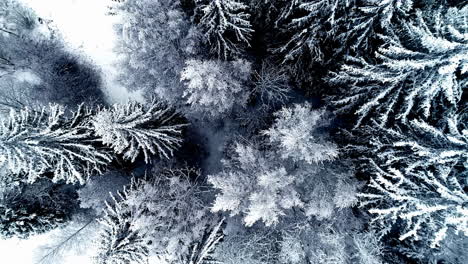 Black-And-White-Pine-Tree-Forest-Covered-With-Snow-At-Winter