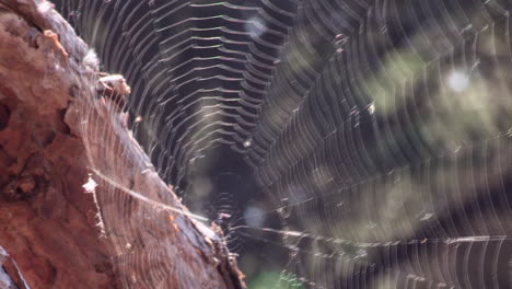 Image-of-a-large-spider's-web,-which-moves-with-the-wind
