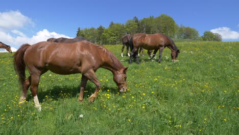 Super-slow-motion-showing-herd-of-brown-horses-grazing-on-hilly-grass-field-during-sunny-day