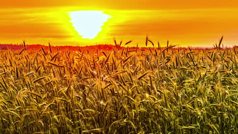 Zeitraffer-Eines-Weizenfeldes-Bei-Sonnenuntergang