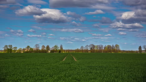 Static-shot-of-an-amazing-summer-landscape-with-green-field-of-wheat-crops-and-white-clouds-passing-by-in-timelapse-at-daytime