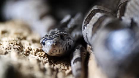 Macro-close-up-shot-of-ring-snake-resting-on-sand-during-sunny-day