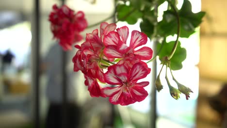 Eine-Nahaufnahme,-Die-Um-Hängende-Rosa-Blumen-Herumschwenkt