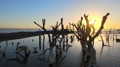 Golden-Hour-sunlight-shines-through-dead-trees-Epecuen-Flooded-historic-town