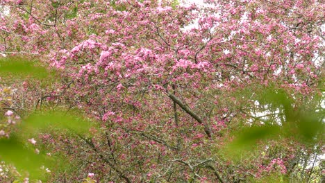 Eine-Filmische-Ansicht-Eines-Rosa-Blühenden-Baumes-In-Einem-Wald,-Der-Einen-Kleinen-Vogel-Zeigt,-Der-Hier-Und-Da-Schwingt