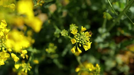 Nahaufnahme-Von-Bienen,-Die-Nektar-Und-Pollen-Für-Die-Honigproduktion-Auf-Einer-Gelb-Blühenden-Blume-Sammeln