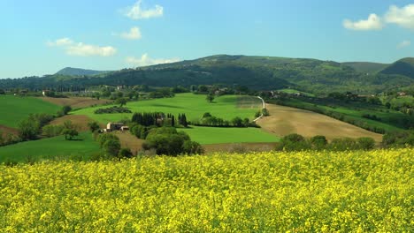 Aerial-natural-scenic-countryside-hill-Italian-landscape-with-yellow-rapeseed-field,-drone-fly-above-unpolluted-environment