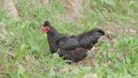 Black-rooster-chicken-cock-farming-in-rural-countryside