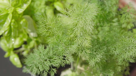 fresh-dill-waving-in-the-wind-growing-in-the-garden