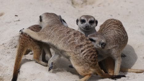 Group-of-young-playful-meerkat-family-playing-and-cuddling-outdoors-in-sand