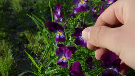 Close-up-of-hands-tenderly-feeling-the-petals-of-stunning-purple-color-flowers-in-garden-representing-spring-season