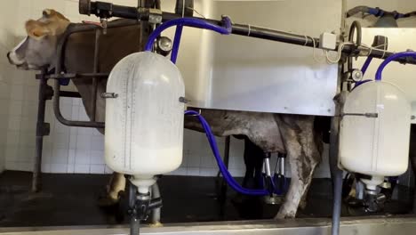 Indoor-scene-of-cow-connected-with-pipeline-to-automatic-milking-machine-with-plastic-cylinder-tank-collecting-milk
