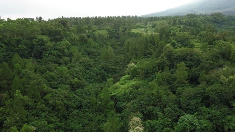 Der-Dichte-Wald-An-Den-Hängen-Des-Mount-Merapi,-Zentral-Java,-Indonesien