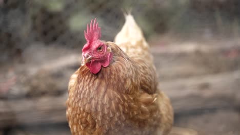 Close-Up-Portrait-Of-A-Mother-Hen-Chicken-Inside-The-Pen
