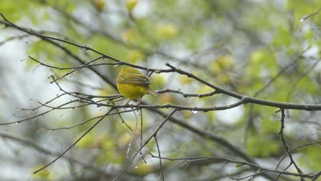 View-of-yellow-warbler,-little-yellow-bird-jumping-on-a-branch-on-a-rainy-day